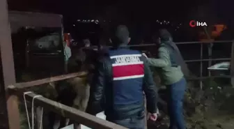 Aydın'da Hayvan Hırsızları Yakalandı