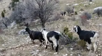 Kayalıklarda Mahsur Kalan Keçiler Kurtarıldı