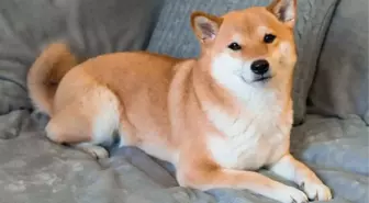 Shiba Inu'da büyük düşüş mü geliyor? İşte kritik seviyeler