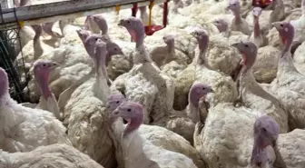 Bolu, Türkiye'nin Hindi İhtiyacının Yüzde 30'unu Karşılıyor