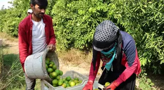 Suriyeli Tarım İşçilerinin Dönüşü, Adana'da Tarım Sektörünü Tehdit Ediyor