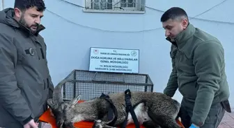 Yaralı Dağ Keçisi Hakkari'de Tedavi Altına Alındı