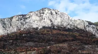 Muğla'da Yangından Zarar Gören Tarım Alanları İçin Zeytin Fidanı Dağıtımı Başladı