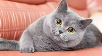 British Shorthair Irkı Kedilere Dair Bilinmesi Gerekenler