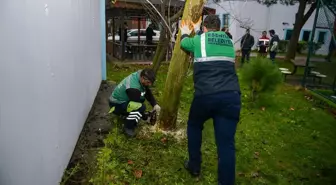 Esenyurt'ta Teke Böceğiyle Mücadele Başladı