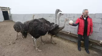 Kars'ta Deve Kuşu Yetiştiriciliği Başlayan Metin Tetik'in Hayali Gerçekleşti