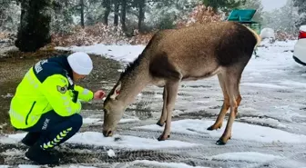 Salda Gölü Çevresinde Kızıl Geyikler Görüntülendi