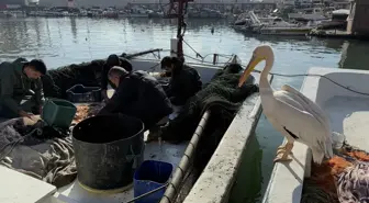 Süleymanpaşa'da Balıkçı Barınağının Maskotu: Pelikan 'Garip'