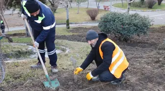 Turhal'da Şehit Tümgeneral Aydoğan Aydın Milli Egemenlik Parkı'na 6 bin lavanta fidanı dikildi