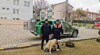 Yozgat'ta Yaralı Köpeğe Yürüteç Tasarlandı