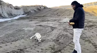 Bitlis'te Maden Çalışanları ile Tilki Arasında Dostluk