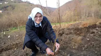 Fındık üreticisinin en büyük derdi tarih oluyor