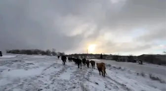 Edirne'de Besiciler Karla Mücadele Ediyor