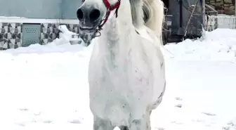 Bayburt'ta Cirit Sporcusunun 'Berat' İsimli Atı Viral Oldu