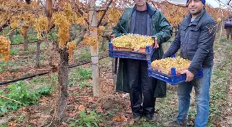 Yılbaşı Sofralarını Süsleyecek Üzümler Manisa'da Kesilmeye Devam Ediyor