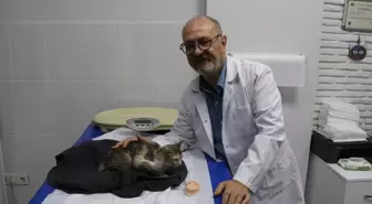Adana'da Protez Damakla Hayata Dönen Kedi