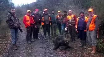 Yaban Domuzunun Saldırısına Uğrayan Adam Ağır Yaralandı