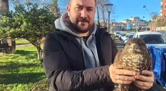 Yaralı Şahin Öğretmenler Tarafından Kurtarıldı