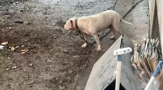 Pitbull Cinsi Köpeğin Kediyi Parçalaması Kamerada