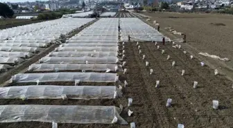 Depremzededen Erkenci Kabak Üretimi İçin Sera Kurma Çabası