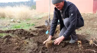 Elmalı'da Antep Fıstığı Fidesi Dağıtımı Başladı