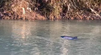 Bartın Irmağı'nda Kaybolan Yunusu Bulmak İçin Arama Çalışmaları Devam Ediyor