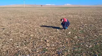 Dazkırı'da Tarımsal Verimlilik için Arazi Etüt Çalışması