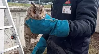 Bolu'da Mahsur Kalan Baykuş İtfaiye Ekipleri Tarafından Kurtarıldı