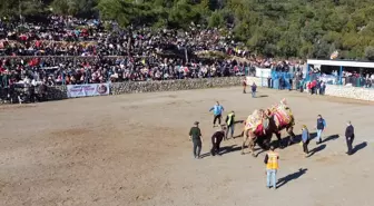 Bodrum'da Geleneksel Deve Güreşi Festivali Coşkuyla Kutlandı