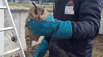 Bolu'da Cam Balkona Sıkışan Baykuş İtfaiye Ekipleri Tarafından Kurtarıldı