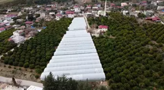 Adana'nın Bucak Bölgesinde Sera Üretimi Artıyor