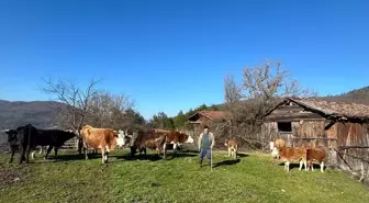 Bolu'da Kaybolan 10 Büyükbaş Hayvan Dron ile Bulundu