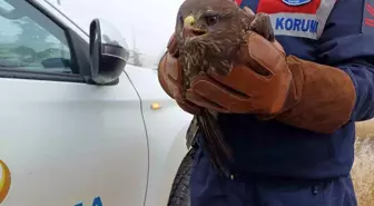 Afyonkarahisar'da Yaralı Kızıl Şahin Koruma Altına Alındı