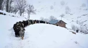 Muş'ta Zorlu Kış Şartlarında Besicilik Mücadelesi