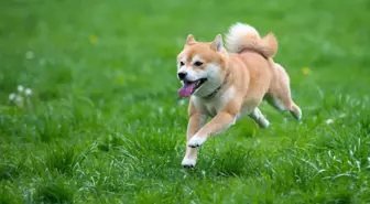 Shiba Inu (SHIB) fiyatı neden yükselebilir? İşte 3 önemli sebep