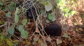 Sinop'ta Terk Edilen Köpekler İçin Yardım Çağrısı