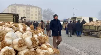 Taşköprü Sarımsağı Pazarı Zorlu Havalara Rağmen Devam Ediyor