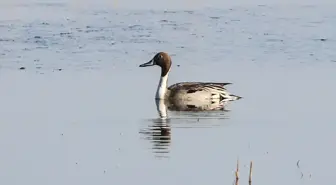 Iğdır'da Kılkuyruk Ördeği İlk Kez Kayıt Altına Alındı