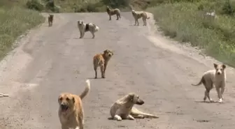 Ankara'da okuldan dönerken başıboş köpeklerin saldırısına uğrayan çocuk yoğun bakımda