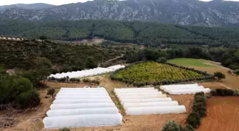 Domuzlar Çilek Bahçesine Dadandı, Üretici Elektrikli Tel ve Ses Bombası Koydu