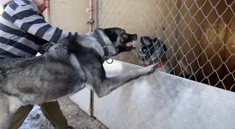 Kangal Köpekleri Kurtların Azılı Düşmanı