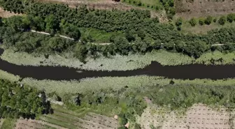 Sakarya'nın Doğal Güzellikleri 360 Bini Aştı: Acarlar Longozu ve İl Ormanı Tabiat Parkı