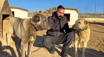 Kangal Çoban Köpekleri Orta Doğu'ya İhraç Ediliyor