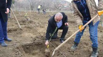 Dodurga'da Zeytin Üretimi İçin Fidan Dikimi Gerçekleşti