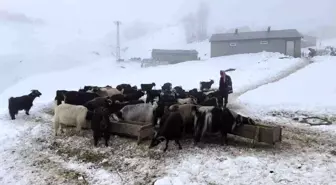 Muş'ta Besiciler Zorlu Kış Şartlarıyla Mücadele Ediyor