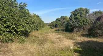 Adana'da Tartışma Çıkan Kadın Tabancayla Vurularak Hayatını Kaybetti