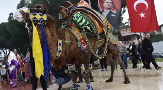 Aydın'da 'En Yakışıklı Deve Yarışması' Yapıldı