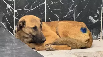 Yaralı Köpek Sağlığına Kavuştu