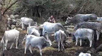 Bursa'da Korunan Danalara Silahlı Saldırı