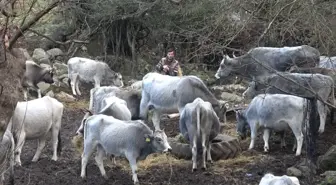 Bursa'da 750 yıllık safkan yerli hayvanları kurşuna dizdiler